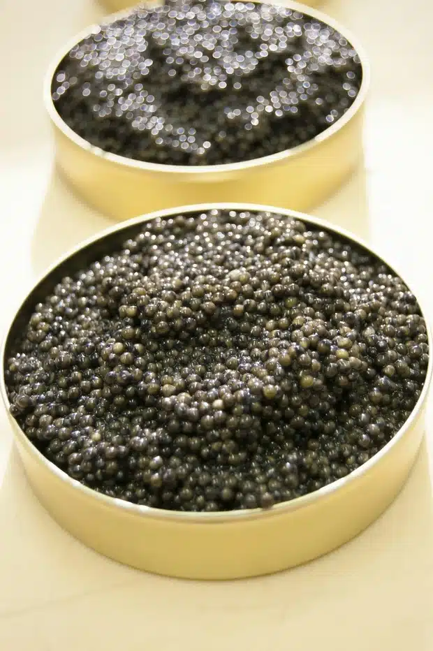 Hos Lyksvad produceres der baerii og oscietra caviar